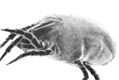 Allergy Relief Through Carpet Cleaning Dust Mites Picture